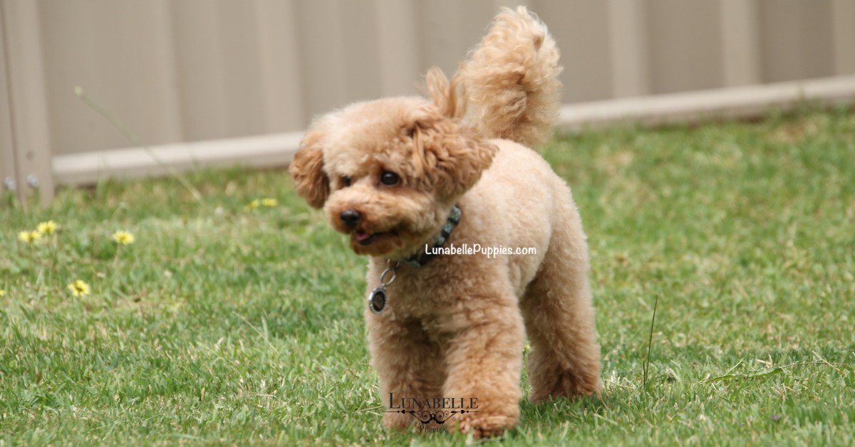 TINY TOY POODLES