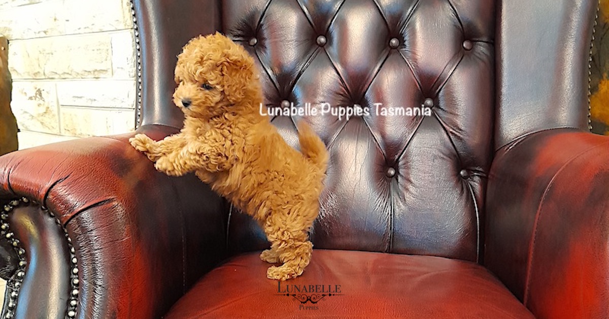 TINY TOY POODLES