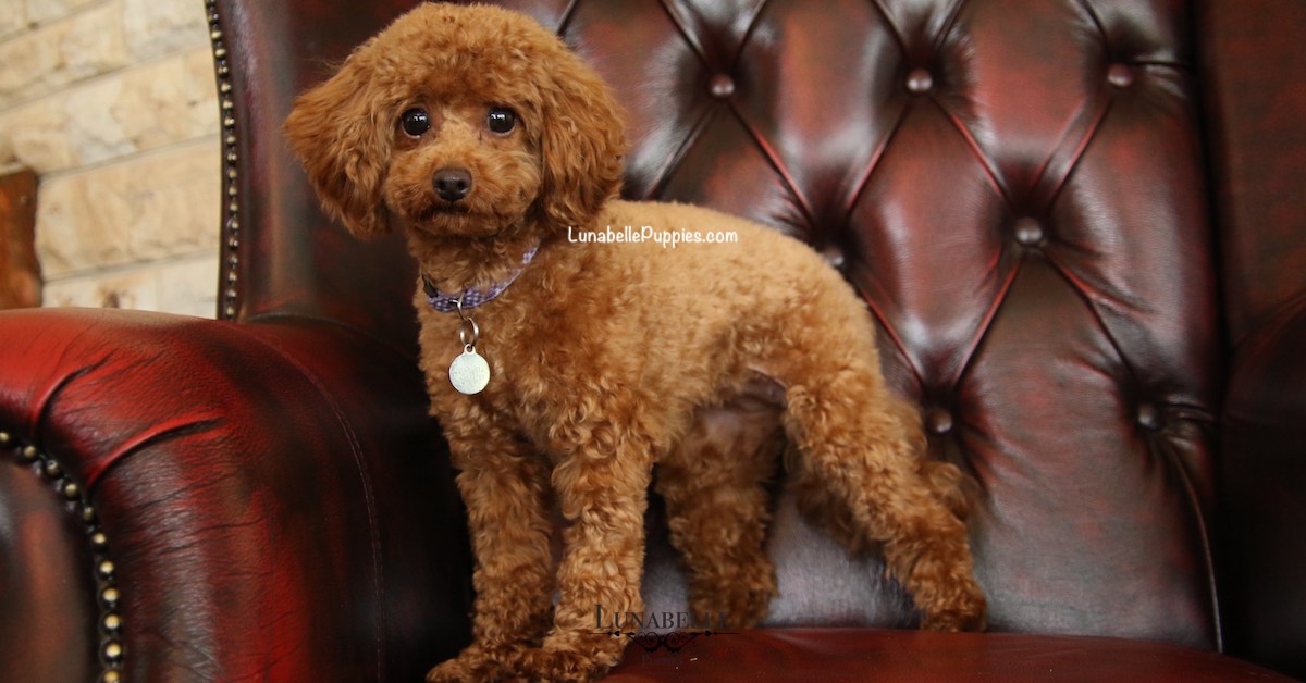 TINY TOY POODLES