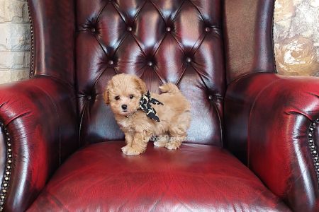MALIBU: TINY TOY MOODLE