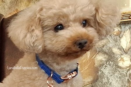 TINY PUPPIES, BIG LOVE: