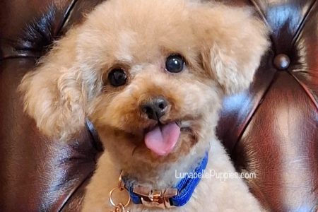 TINY PUPPIES, BIG LOVE: