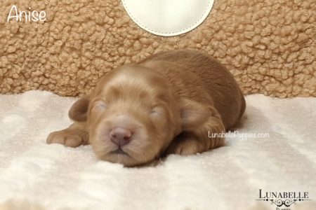 ANISE: F1 TOY HAVOODLE