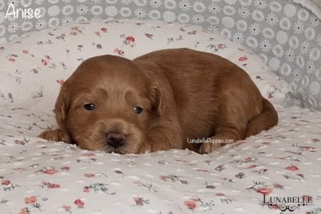 ANISE: F1 TOY HAVOODLE