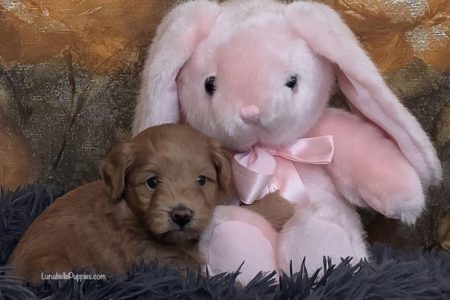 ANISE: F1 TOY HAVOODLE