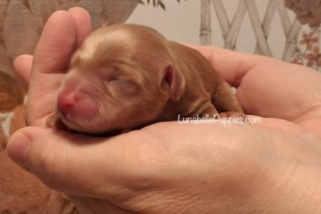 ANISE: F1 TOY HAVOODLE