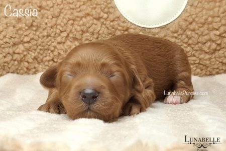 CASSIA & MACEY: F1 TOY HAVOODLE