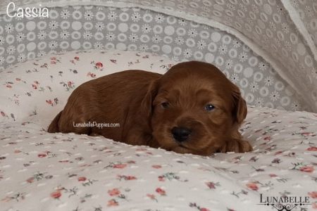 CASSIA & MACEY: F1 TOY HAVOODLE