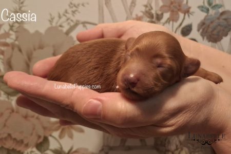 CASSIA & MACEY: F1 TOY HAVOODLE