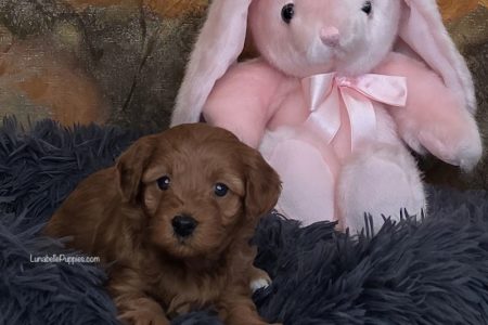 CASSIA & MACEY: F1 TOY HAVOODLE