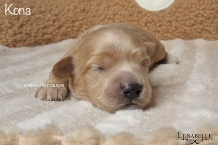 KONA: F1 TOY HAVOODLE