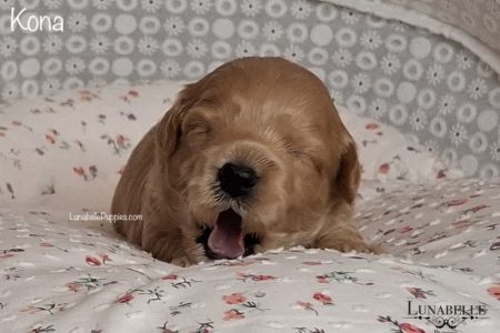 KONA: F1 TOY HAVOODLE