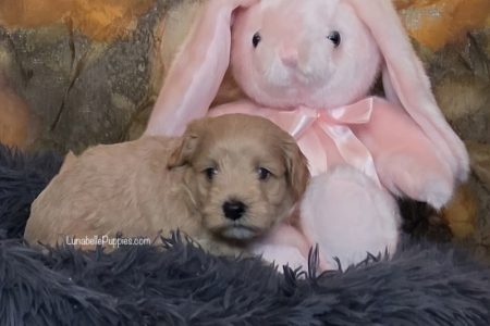 KONA: F1 TOY HAVOODLE