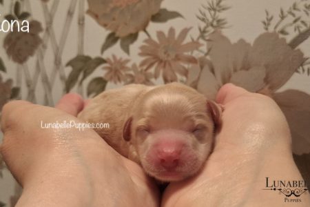 KONA: F1 TOY HAVOODLE