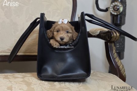 ANISE: F1 TOY HAVOODLE