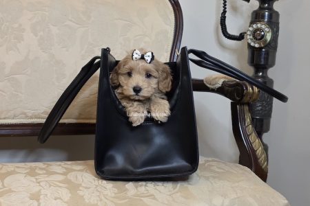 KONA: F1 TOY HAVOODLE