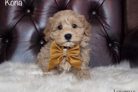 KONA: F1 TOY HAVOODLE