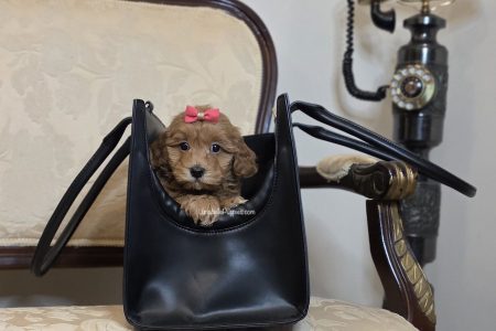 CASSIA & MACEY: F1 TOY HAVOODLE