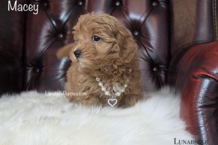 CASSIA & MACEY: F1 TOY HAVOODLE