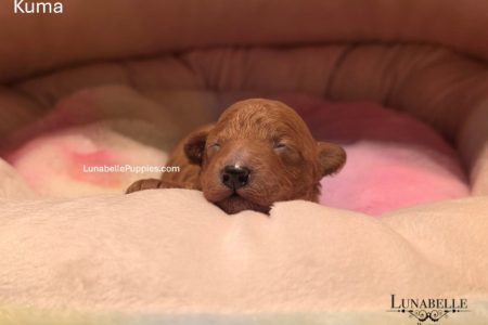 KUMA: F1b TOY MOODLE