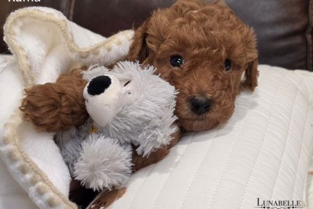 KUMA: F1b TOY MOODLE