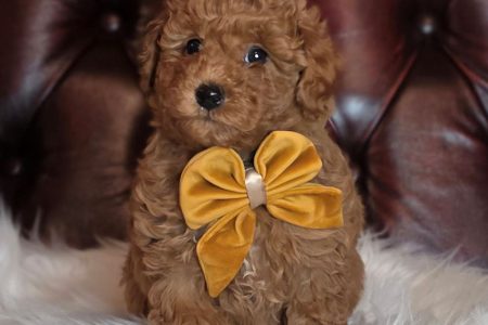 KUMA: F1b TOY MOODLE
